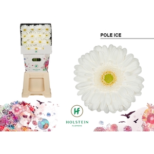 Gerbera Pole Ice Diamond