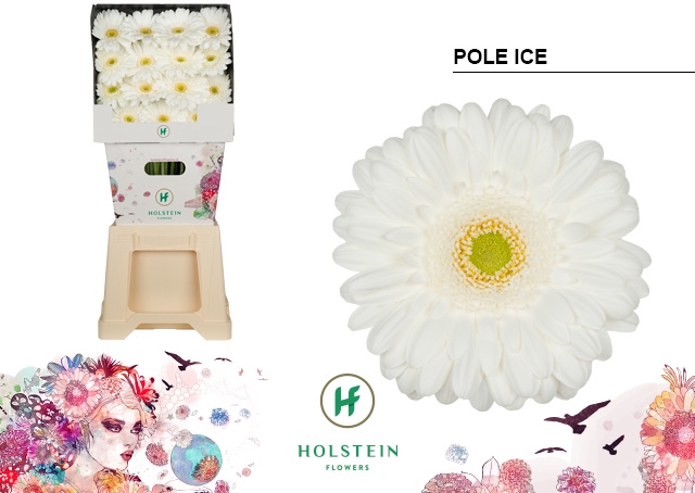 <h4>Gerbera Pole Ice Diamond</h4>