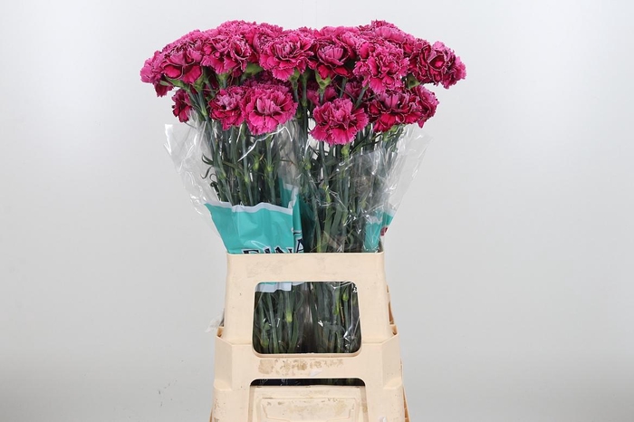 <h4>Di St Nob Circus</h4>