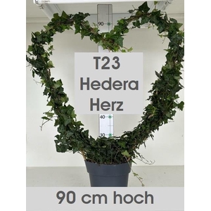 HED HE OV GROEN