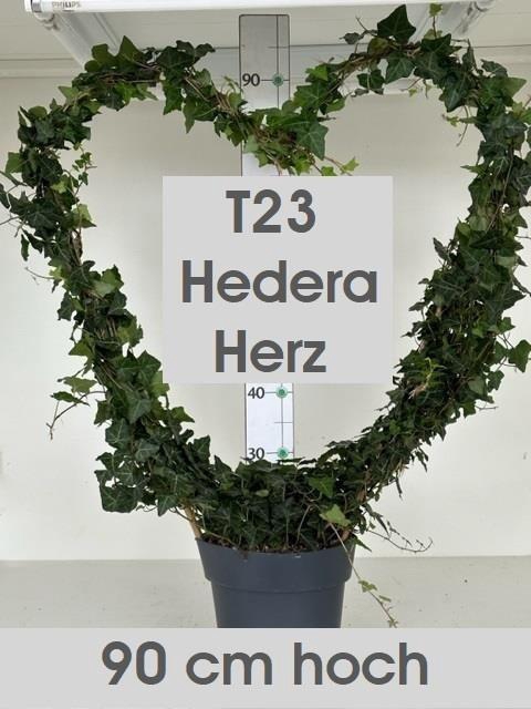 <h4>HED HE OV GROEN</h4>