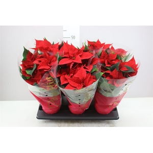 Euphorbia P Premium Red 5-6