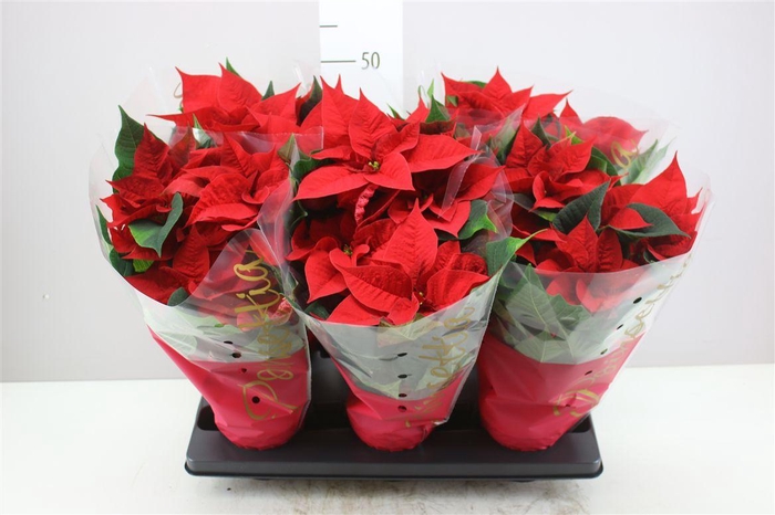 <h4>Euphorbia P Premium Red 5-6</h4>