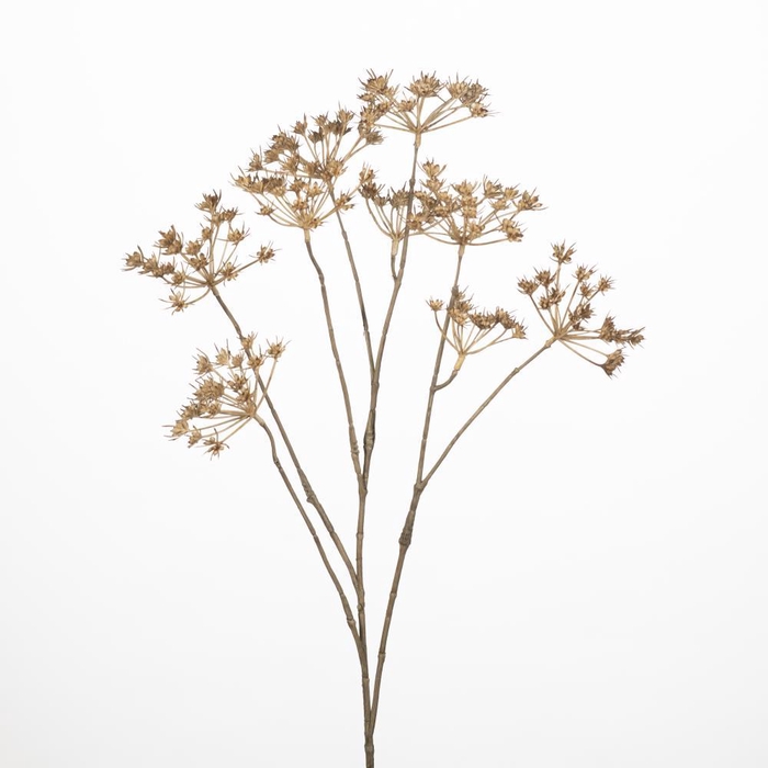 <h4>AF Cow parsley spr x5 L76cm br</h4>