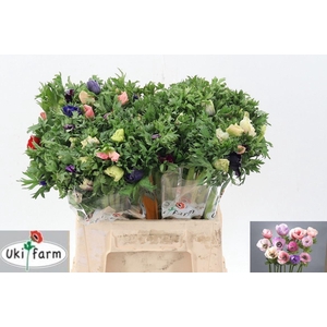 Anem Marianne Pastel