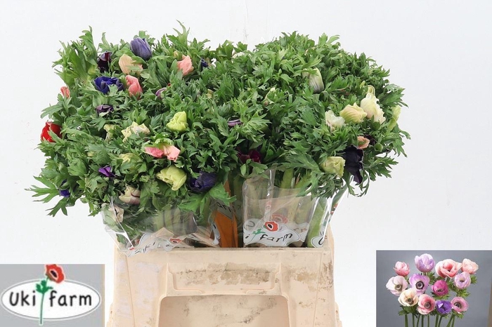 <h4>Anem Marianne Pastel</h4>