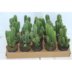 CACTUS ACANTHOCEREUS TETRAGONUS P09