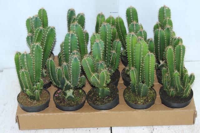 <h4>CACTUS ACANTHOCEREUS TETRAGONUS P09</h4>