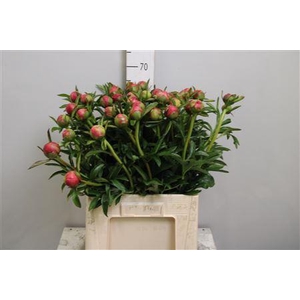Paeo Coral Charm