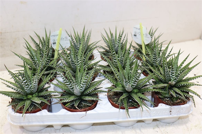 <h4>Haworthia F Big Band</h4>