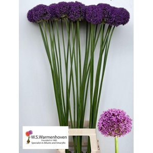 ALLIUM GROOTBLOEMIG