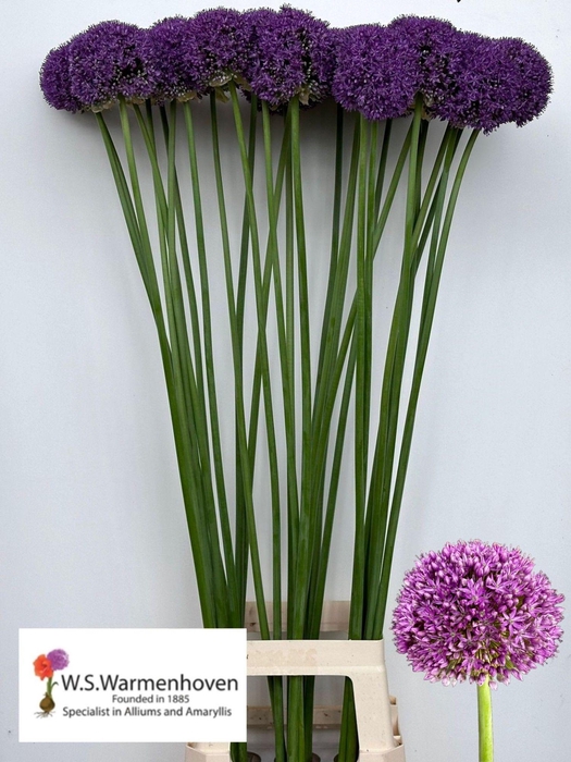 <h4>ALLIUM GROOTBLOEMIG</h4>