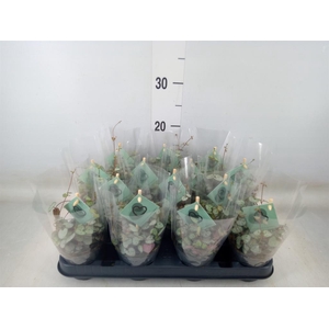 Ceropegia woodii ssp. woodii