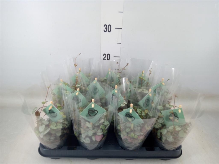 <h4>Ceropegia woodii ssp. woodii</h4>