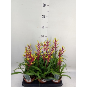 Guzmania  'Misty'