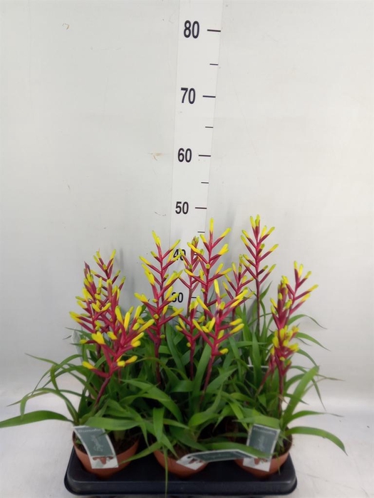 <h4>Guzmania  'Misty'</h4>