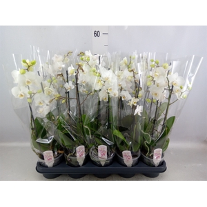 Phalaenopsis multi.   ...white