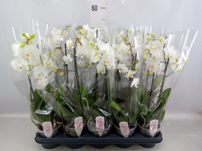 <h4>Phalaenopsis multi.   ...white</h4>