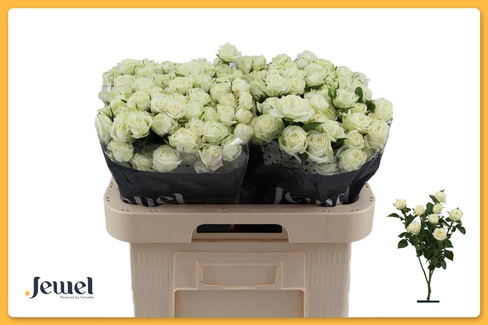 <h4>R TR MILKY WAY</h4>