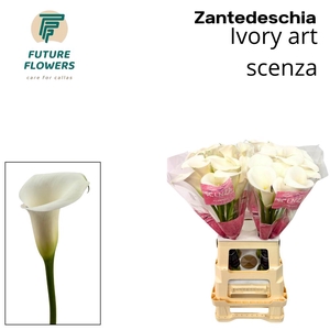 Zant Ivory Art Scenza