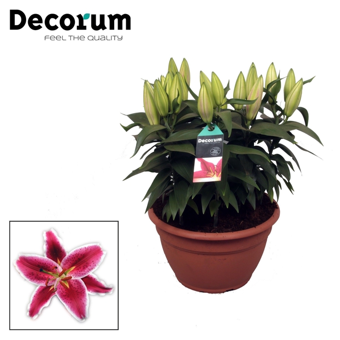 <h4>Lilium Or Pink 9pp</h4>