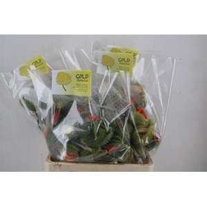 Papaver Mixed Sup Sup P Stem