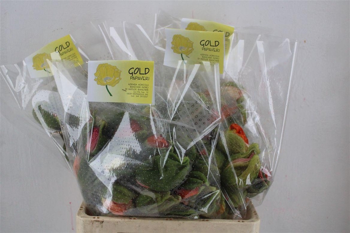 <h4>Papaver Mixed Sup Sup P Stem</h4>