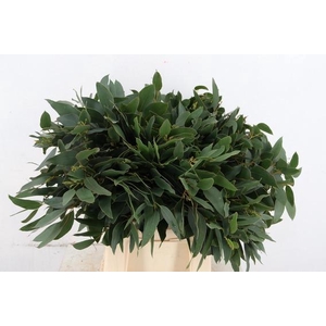 EUCALYPTUS GLAUCESENS PER STEM 055CM