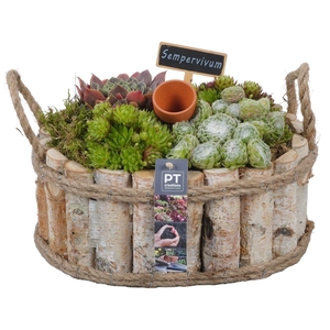 Arr.  Sempervivum L%