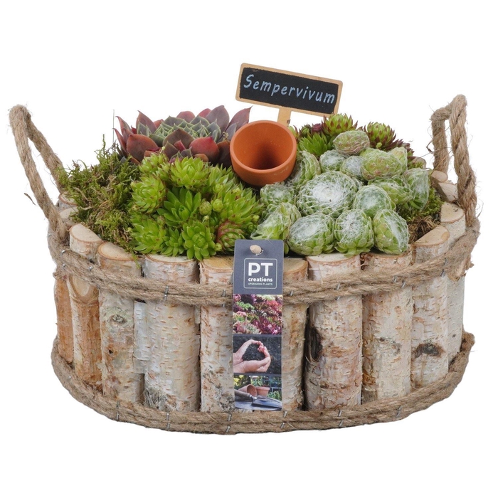 <h4>Arr.  Sempervivum L%</h4>