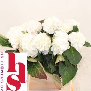 HYDR M ROYAL PRINCES