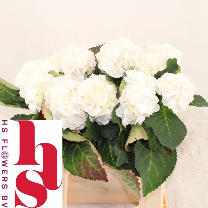 <h4>HYDR M ROYAL PRINCES</h4>