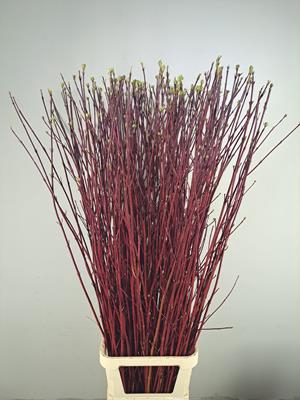 <h4>Cornus Alba Sibirica Rood</h4>