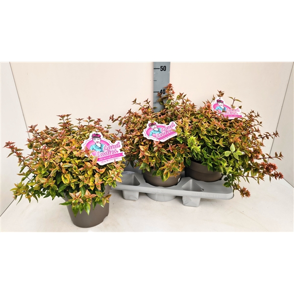 <h4>Abelia Lady Summerdream 19T</h4>