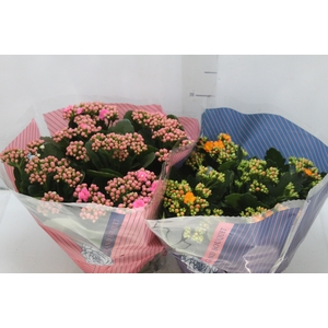KALANCHOE DOBRADO C21