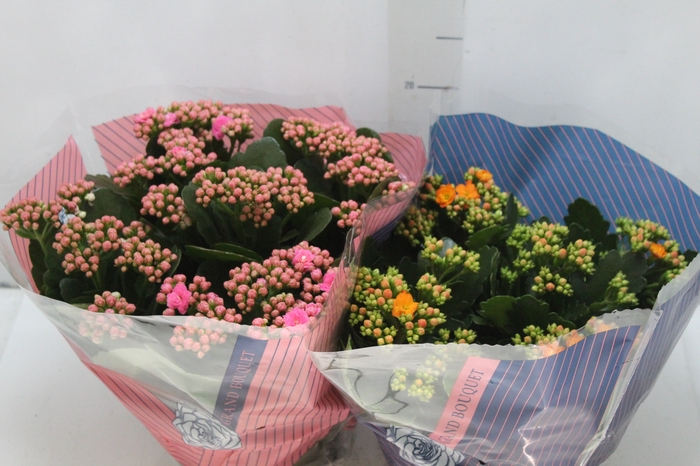 <h4>KALANCHOE DOBRADO C21</h4>