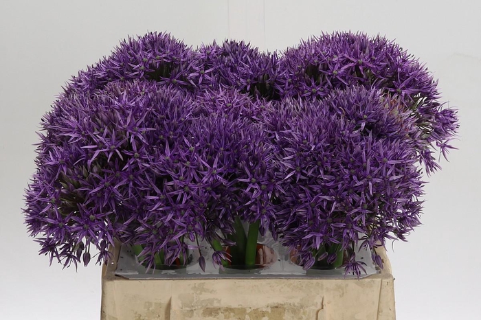 <h4>Allium Jackpot</h4>