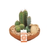 Arrangement Cactus