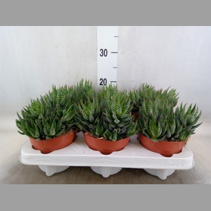 Haworthia   ...