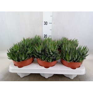 Haworthia   ...