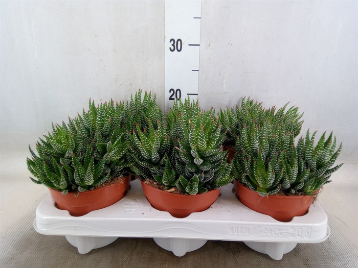 <h4>Haworthia   ...</h4>