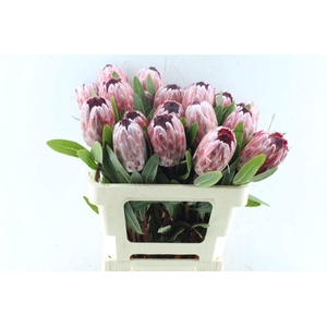 PROTEA PINK ICE