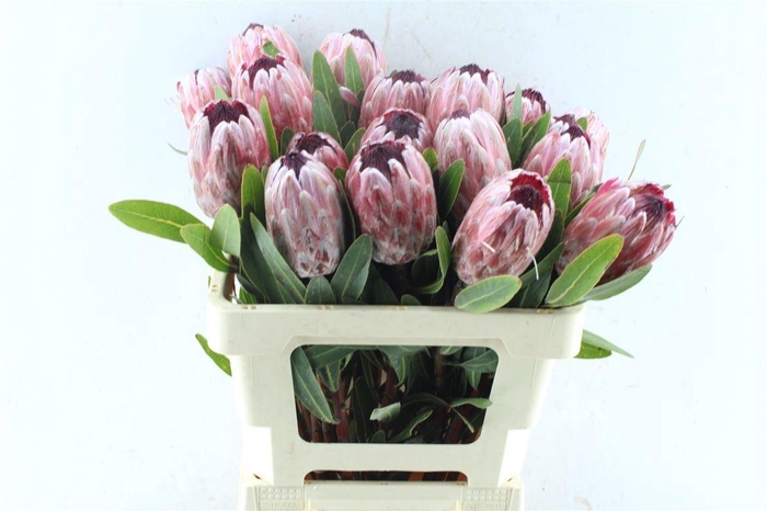 <h4>PROTEA PINK ICE</h4>