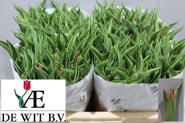 <h4>TU EN CHEIROSA</h4>