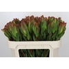 Leucadendron Laurel Yellow