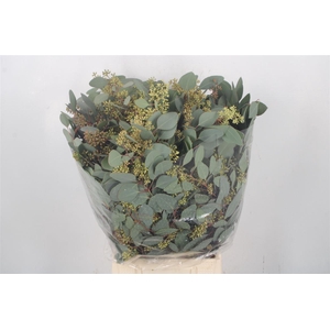 Euc Populus Berry Per Bunch 300 Gram Extra