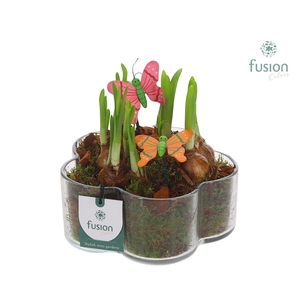 Glazen Bloemschaalmet Narcis