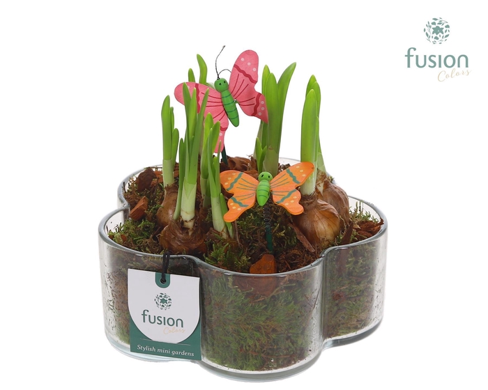 <h4>Glazen Bloemschaalmet Narcis</h4>