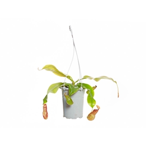 CARNIVORA NEPENTHES GAYA P13