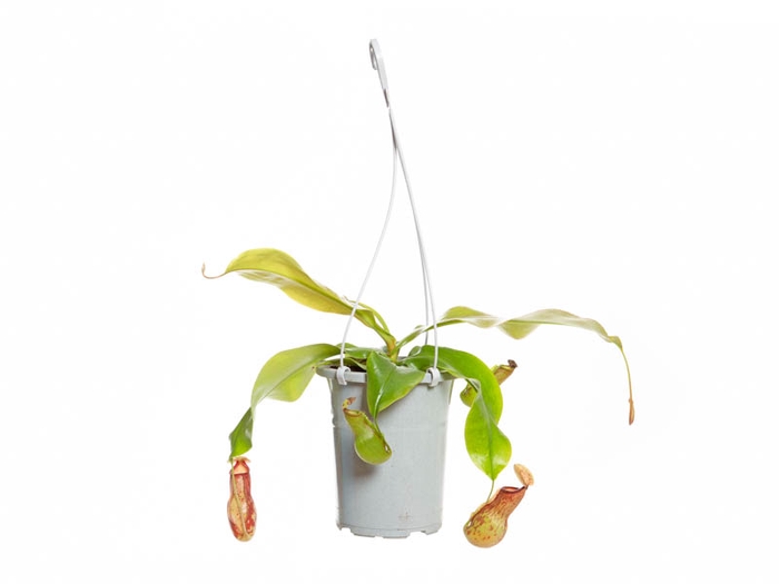 <h4>CARNIVORA NEPENTHES GAYA P13</h4>